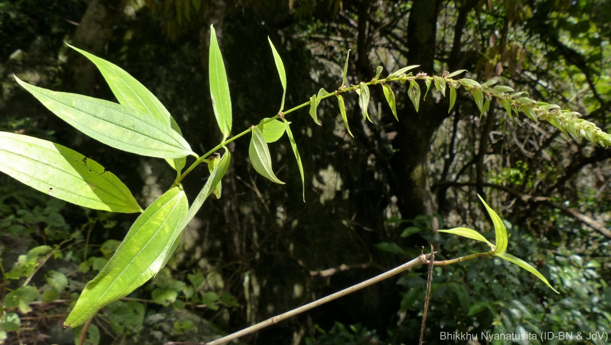 Gonostegia pentandra var. wightii (Benn.) Pull. & Karupp.